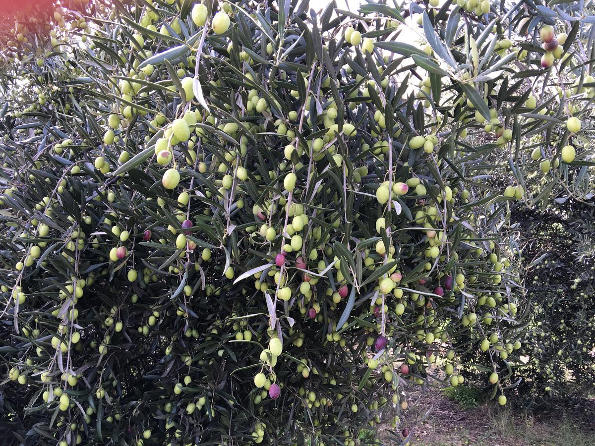 بريدج تاون Rickaty On Blackwood المظهر الخارجي الصورة